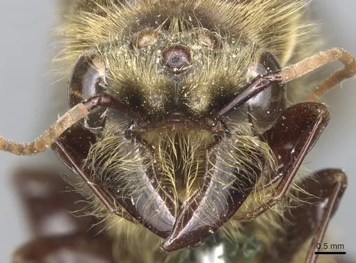 Dorylus orientalis - CASENT0903710