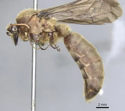 Dorylus orientalis - CASENT0903710