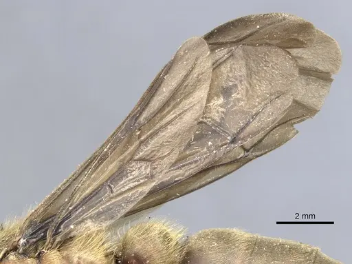 Dorylus orientalis - CASENT0903710