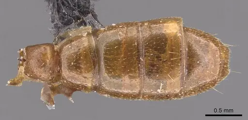 Dorylus orientalis - CASENT0905736