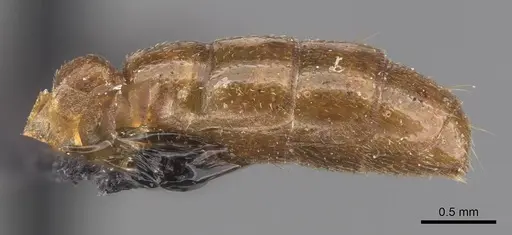 Dorylus orientalis - CASENT0905736