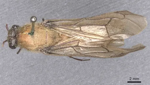 Dorylus orientalis - CASENT0911340