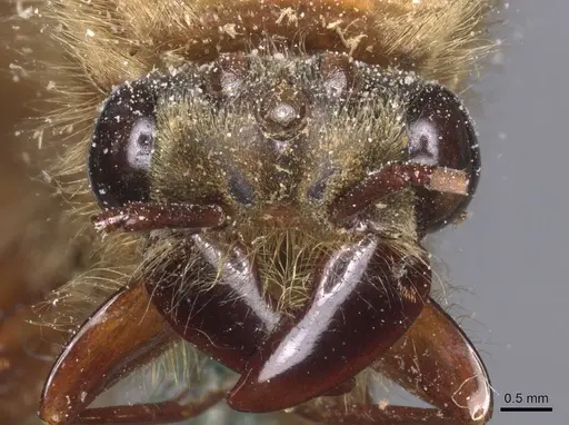 Dorylus orientalis - CASENT0911340