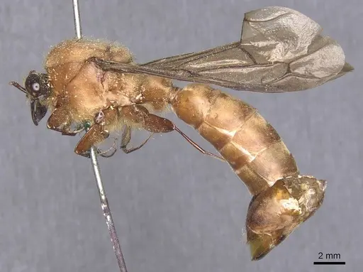 Dorylus orientalis - CASENT0911340