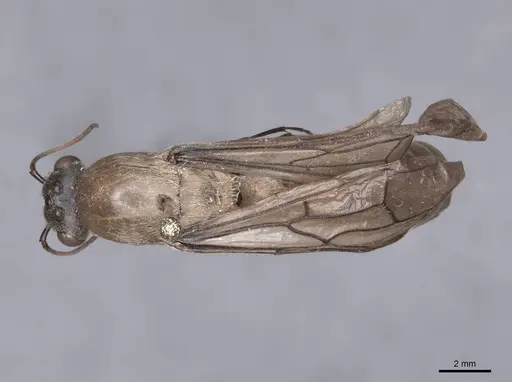 Dorylus orientalis - FMNHINS0000045260