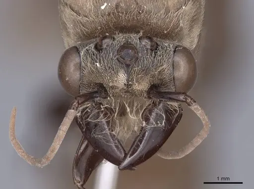 Dorylus orientalis - FMNHINS0000045260