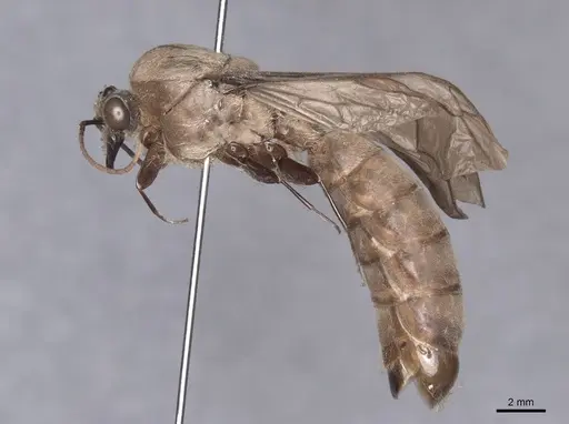 Dorylus orientalis - FMNHINS0000045260