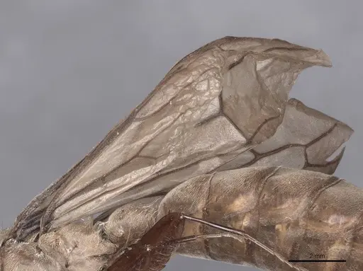 Dorylus orientalis - FMNHINS0000045260