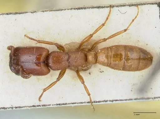 Dorylus orientalis - FOCOL1113