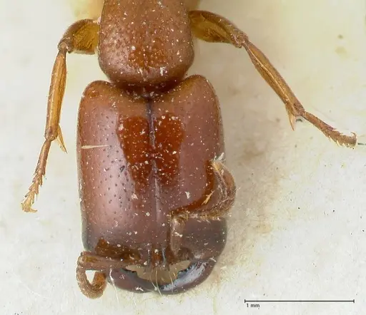 Dorylus orientalis - FOCOL1113