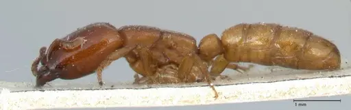 Dorylus orientalis - FOCOL1113