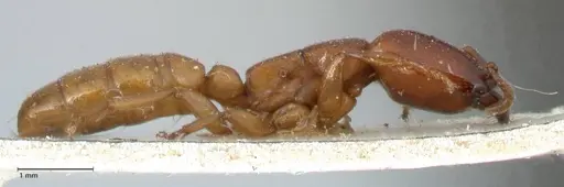 Dorylus orientalis - FOCOL1113