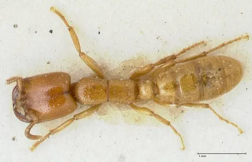 Dorylus orientalis - FOCOL1114