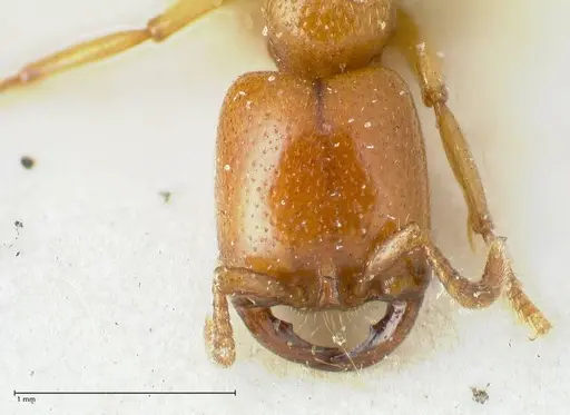 Dorylus orientalis - FOCOL1114