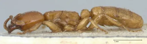 Dorylus orientalis - FOCOL1114