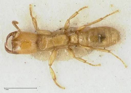 Dorylus orientalis - FOCOL1115