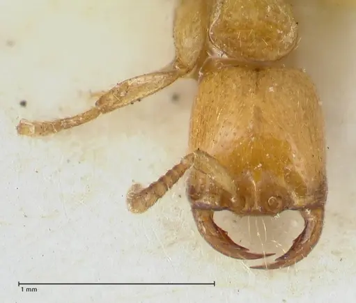 Dorylus orientalis - FOCOL1115