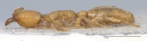 Dorylus orientalis - FOCOL1115