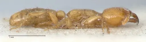 Dorylus orientalis - FOCOL1115