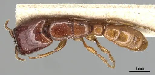 Dorylus politus specimen