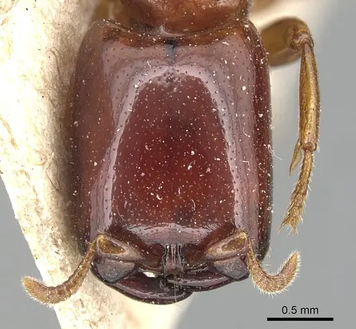Dorylus politus specimen