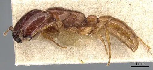 Dorylus politus specimen