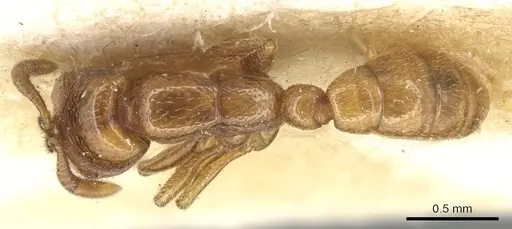 Dorylus politus - CASENT0903699