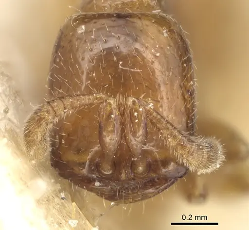 Dorylus politus - CASENT0903699