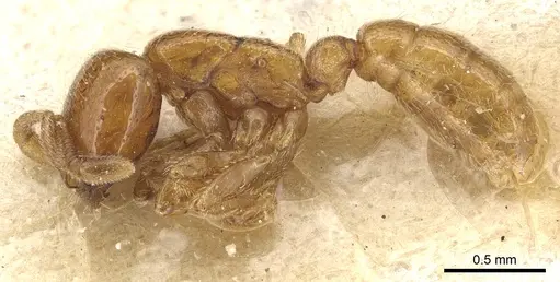 Dorylus politus - CASENT0903699