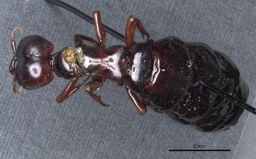 Dorylus rufescens specimen