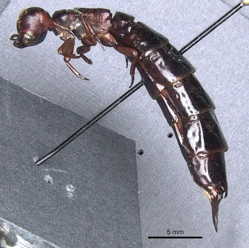 Dorylus rufescens specimen