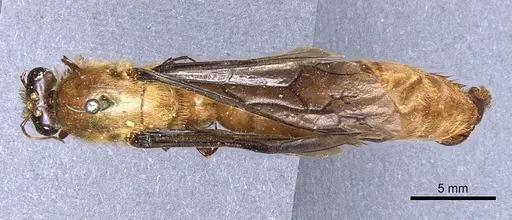 Dorylus savagei specimen