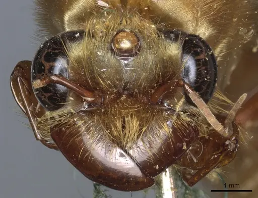 Dorylus savagei specimen