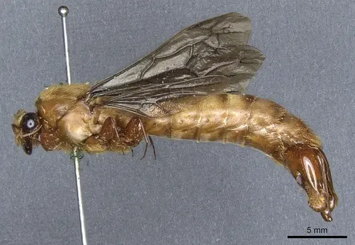 Dorylus savagei specimen