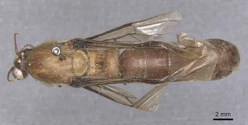 Dorylus schoutedeni specimen