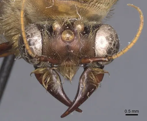 Dorylus schoutedeni specimen