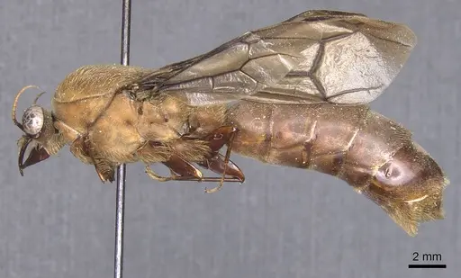 Dorylus schoutedeni specimen
