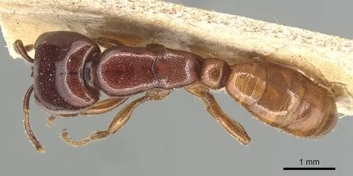 Dorylus spininodis specimen