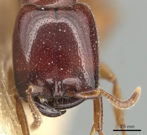 Dorylus spininodis specimen