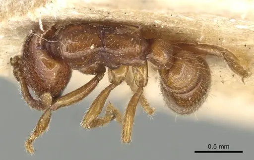 Dorylus spininodis - CASENT0903703