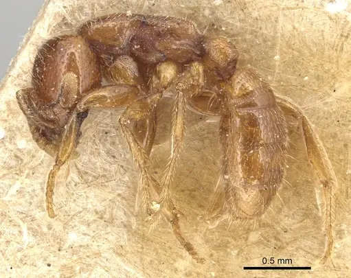 Dorylus spininodis - CASENT0903703