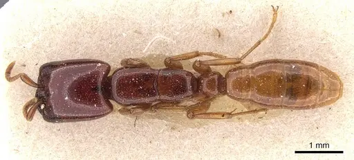 Dorylus spininodis - CASENT0905923