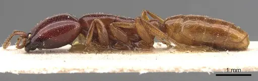 Dorylus spininodis - CASENT0905923