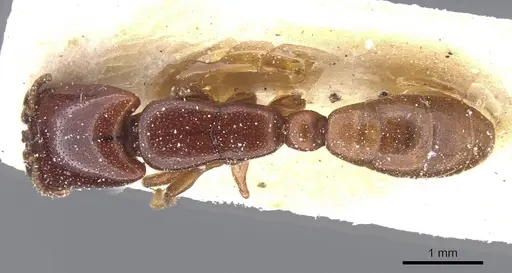 Dorylus spininodis - CASENT0911342