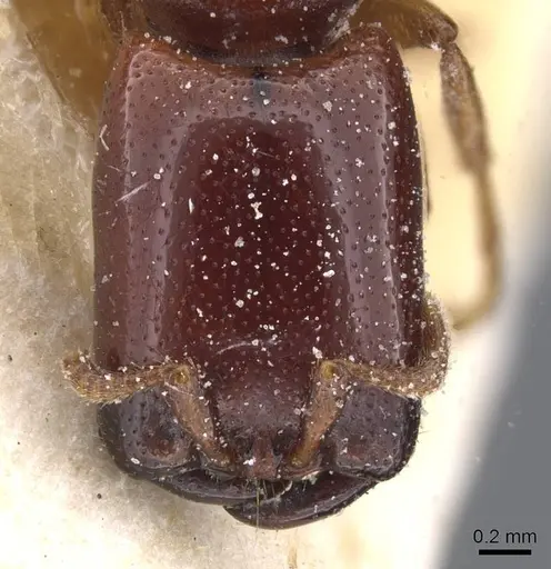 Dorylus spininodis - CASENT0911342