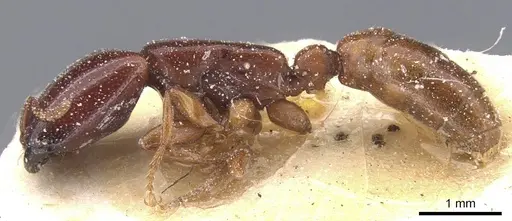 Dorylus spininodis - CASENT0911342