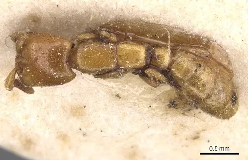 Dorylus spininodis - CASENT0911343