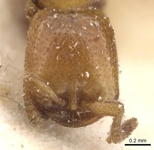 Dorylus spininodis - CASENT0911343