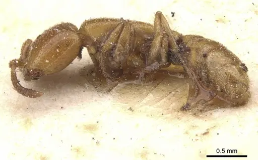 Dorylus spininodis - CASENT0911343