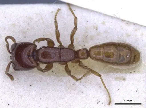 Dorylus spininodis - CASENT0916854